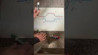 DNA Duplication - Joseph Havers