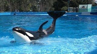 Shamu Up Close Killer Whale Training Session - Behind the Scenes - SeaWorld Orlando