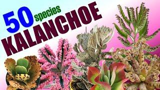 50 KALANCHOE SPECIES | HERB STORIES