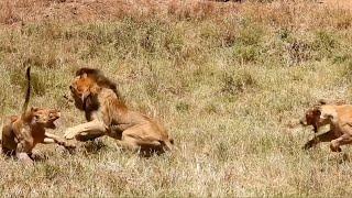 Dominant male lion challenges a whole pride for their zebra