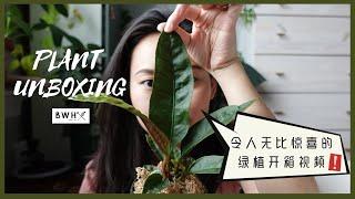 惊喜的北美网购绿植开箱｜Plant Unboxing from Bros With Hoes