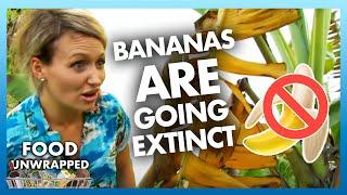 Bananas are going EXTINCT! 