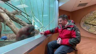 Louisville Zoo's Amber the organgutan watches Chris Sutter empty his wallet