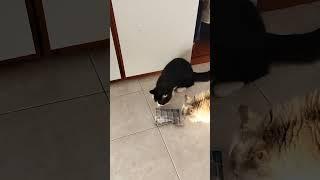 #манчкин #munchkin #gattobassotto #munchkingatto #allevamentomunchkin #munchkinitalia #cat #gatto