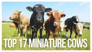 Top 17 Miniature Cow Breeds: Exploring the World of Miniature Cattle Breeds