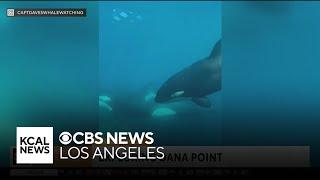 Captain Dave’s Dolphin and Whale Safari | SoCal Spotlight