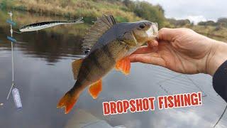 Dropshot fishing for big river perch (So many fish!)