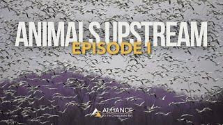 The Great Pennsylvania Snow Goose Migration | Animals Upstream Episode I