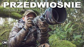 PRZEDWIOŚNIE - Fotografia Ptaków // OM System // Dzika Irlandia // Fotografia Przyrodnicza