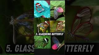 Top 10 Most Beautiful Insects