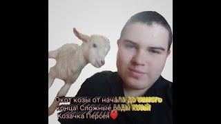 Окот козы от начала до самого конца! Сложные роды козы! Козачка Персея