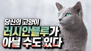 [ENG SUB] 충격주의! 내 고양이가 러시안 블루가 아니라고??