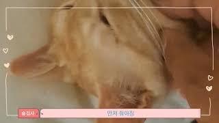 잠자는 망고 깨우기