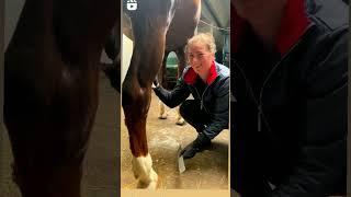 girl and horse love .At ve qiz məhəbbəti