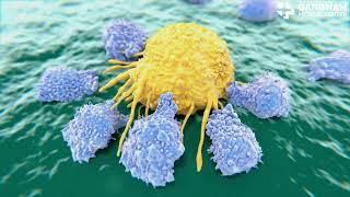 Unlocking the Power of NK Cells in Cancer