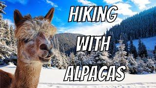 Hiking with Alpacas in Austria