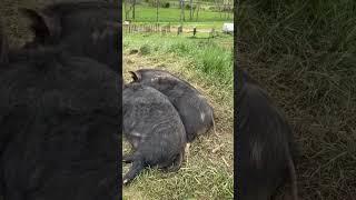 Pretty boar-ing around here | #farmlife #homesteading #kunekune #boar