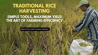 Traditional Rice Harvesting: Simple Tools, Maximum Yield – The Art of Farming Efficiency