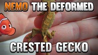 Meet The Nemo The Baby Deformed Crested Gecko