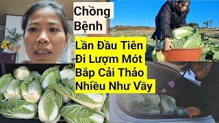 879# Lần Đầu Tiên Đi Lượm Mót Bắp Cải Thảo Nhiều Như Vầy