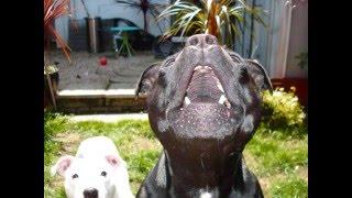 Lola & Roxy Staffordshire Bull Terriers Movie