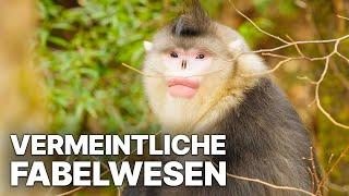 Vermeintliche Fabelwesen in Yunnan | Unberührte Natur