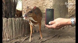 You Won't Believe How Tiny These Deer Are! | Kritter Klub