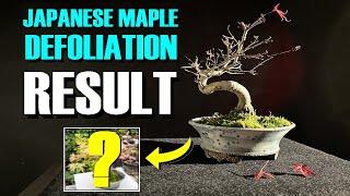 Deshojo Japanese Maple Defoliation - The Dramatic Results