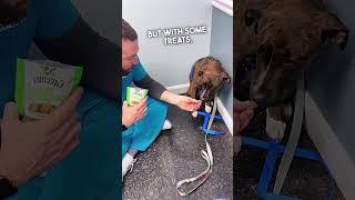 Scared Dog Overcomes Trust Issues With This Caring Vet ️