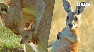 How Far Can a Kangaroo Jump?  | Andy's Baby Animals | Andy's Amazing Adventures