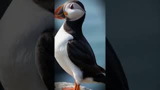 Puffin by the Sea Nature’s Colorful Seabird