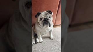 Master of Manipulation.  #bulldog #englishbulldog #manipulator