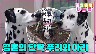 [#새롭동물농장] 둘이 모이면 사고는 더 크게 쳐요 달마시안 남매 푸리와 아리 / EP.1175 #TV동물농장 #AnimalFarm #SBSstory