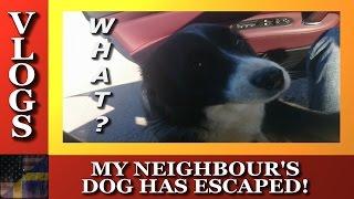 TDG Vlogs - My Neighbours' Dog Has Escaped!!!