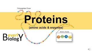 Proteins & Enzymes (updated)