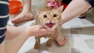 The whole family surrendered while giving the cat a bath.