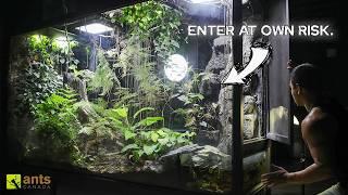 Journey Into My Giant Rainforest Vivarium