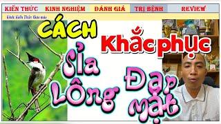 Nguyên nhân, giải pháp khắc phục Chim Chào mào Đấu hay Sỉa và Đạp Mặt