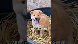 盤點那些不爲人知的狗狗冷知識#狗狗 #狗狗冷知識 #新手養狗 #新手養寵 #哈士奇