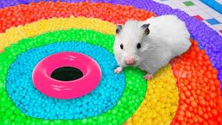  Hamster Escapes the Rainbow Maze [OBSTACLE COURSE]