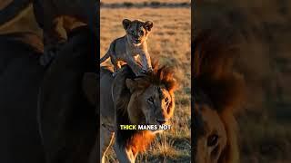 Why Lions Aren’t Really Kings of the Jungle⁉️ #animalshorts #lions #roar #facts #wildlife #animals