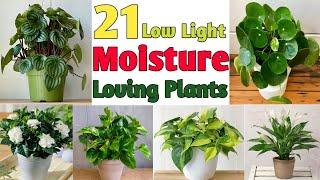 21 Low Light Moisture Loving Indoor Plants | Best Humid Loving Houseplants | Plant and Planting