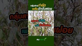 กลุ่มสารกำจัดเพลี้ยจักจั่นฝอย #ฅนเกษตร #สารกําจัดแมลง #เพลี้ยจักจั่นฝอย #กำจัดเพลี้ยจักจั่นฝอย