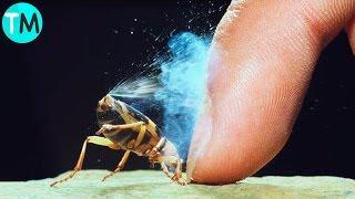 10 Insectos Con Super Poderes Reales.