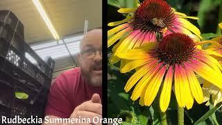 Rudbeckia Summerina Orange - How to grow, care and prune for winter