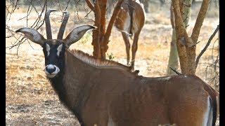 Réserve de Bandia - Sénégal