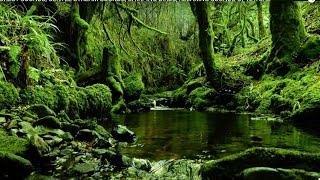 FOREST SOUNDS, GENTLE NATURE SOUNDS, CHIRPING BIRDS, RELAXING NATURE MUSIC