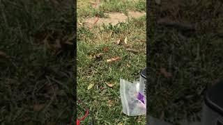Model Rocket-Test flight(1)