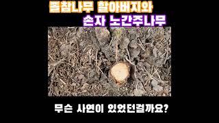 졸참나무 할아버지와 손자 노간주나무에게 무슨 사연이 있었던걸까요? - 부산시민공원 20230615