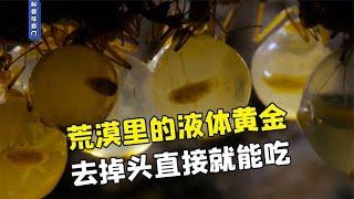 去掉头直接就能吃，晶莹剔透的生物工厂员工！【科普任意门】